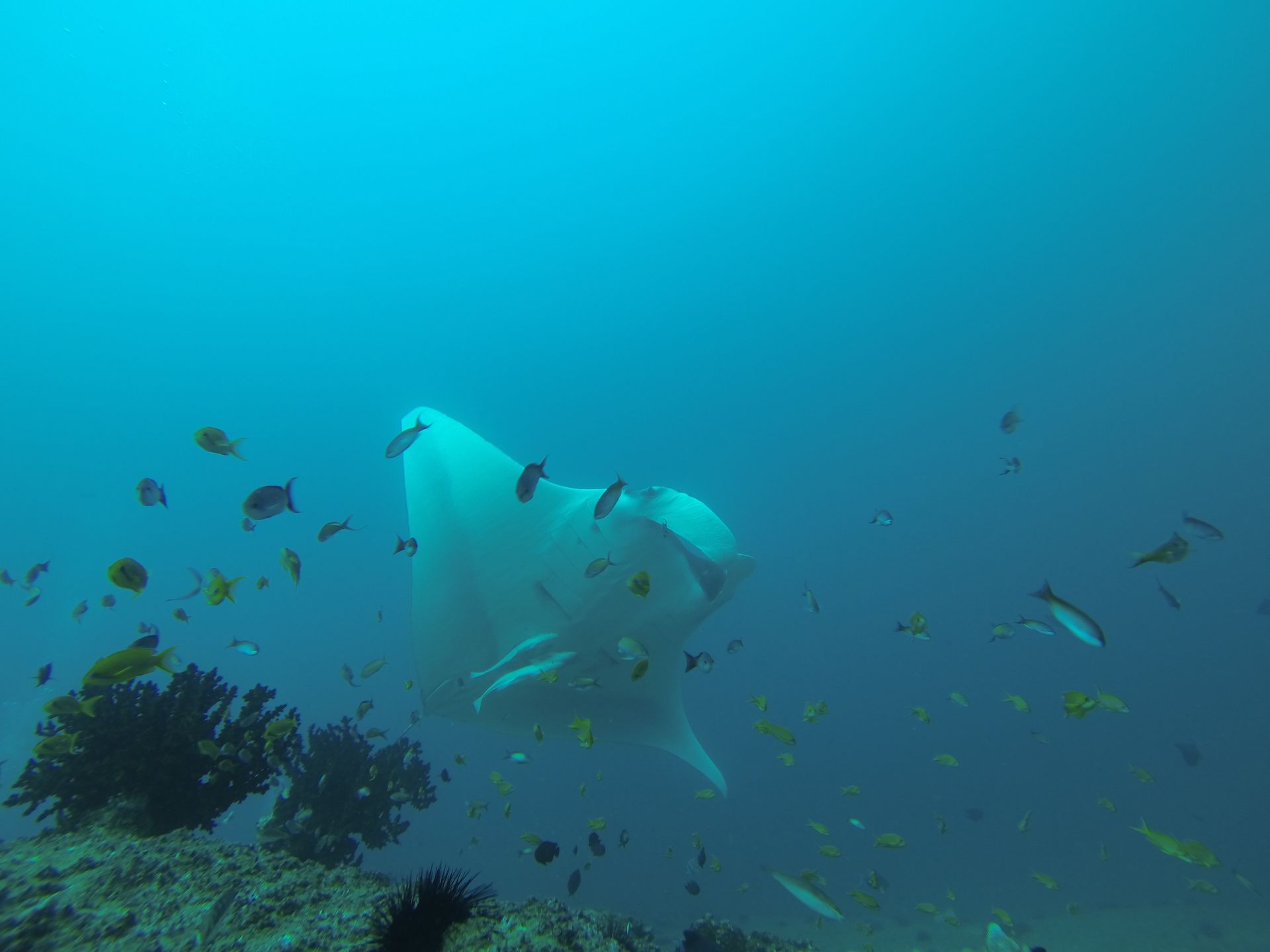 Manta ray conversation in mozambique and tofo
