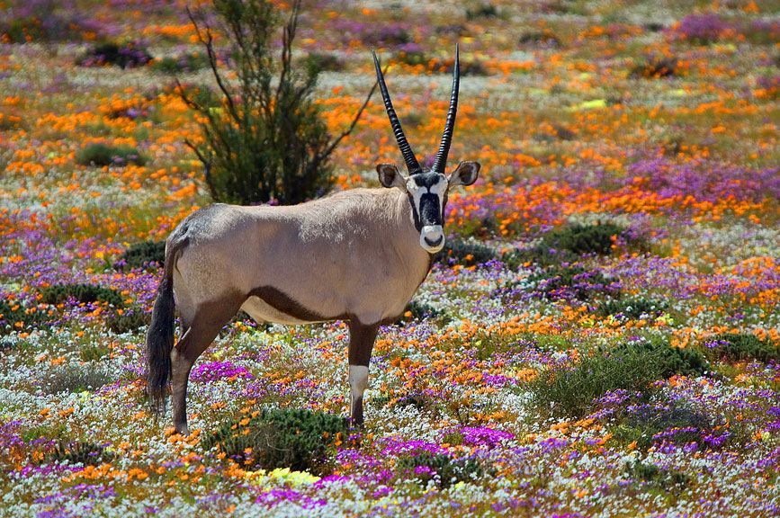 namaqualand wildflowers spring