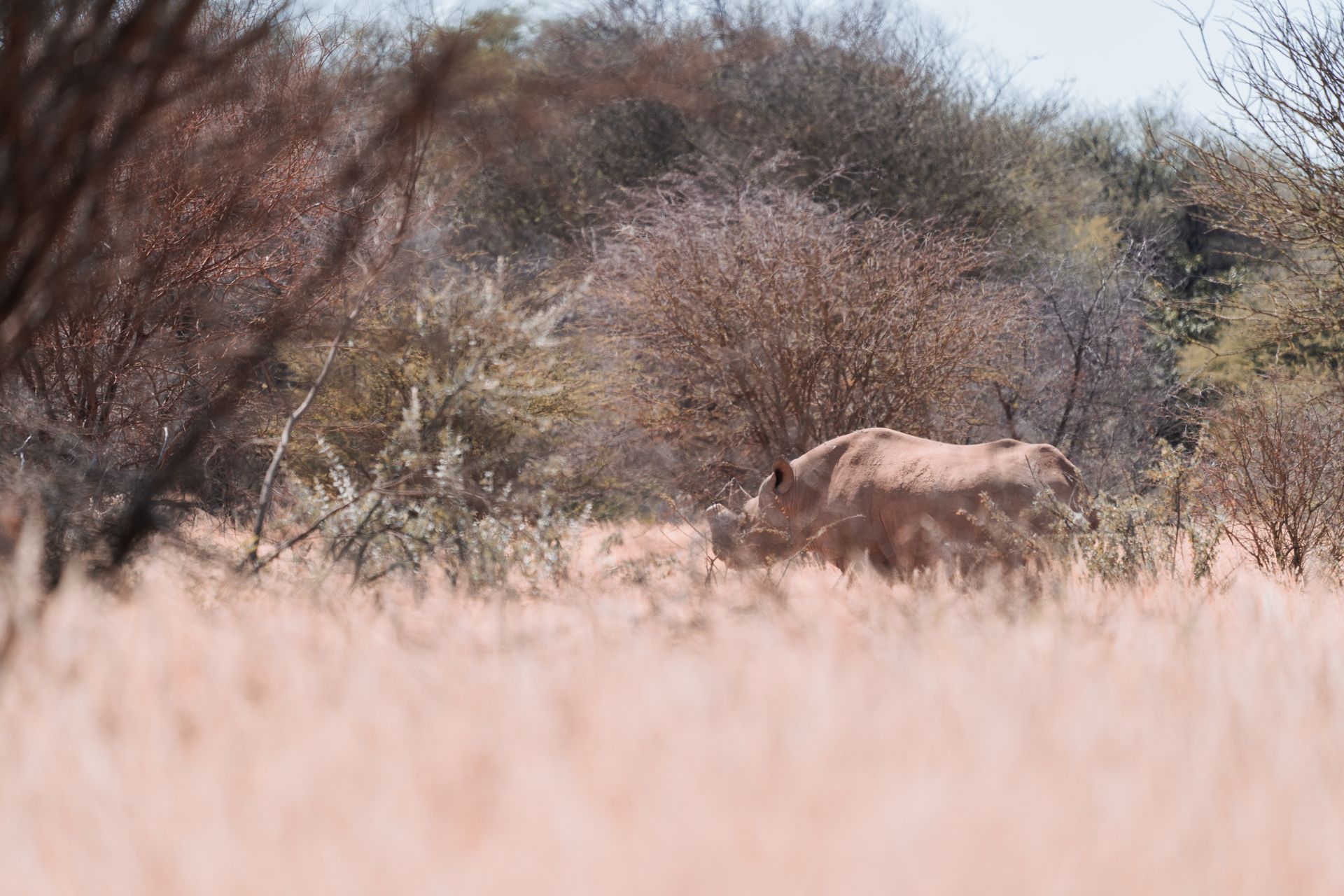 Rhino+Tracking+eco+tourism+Damaraland