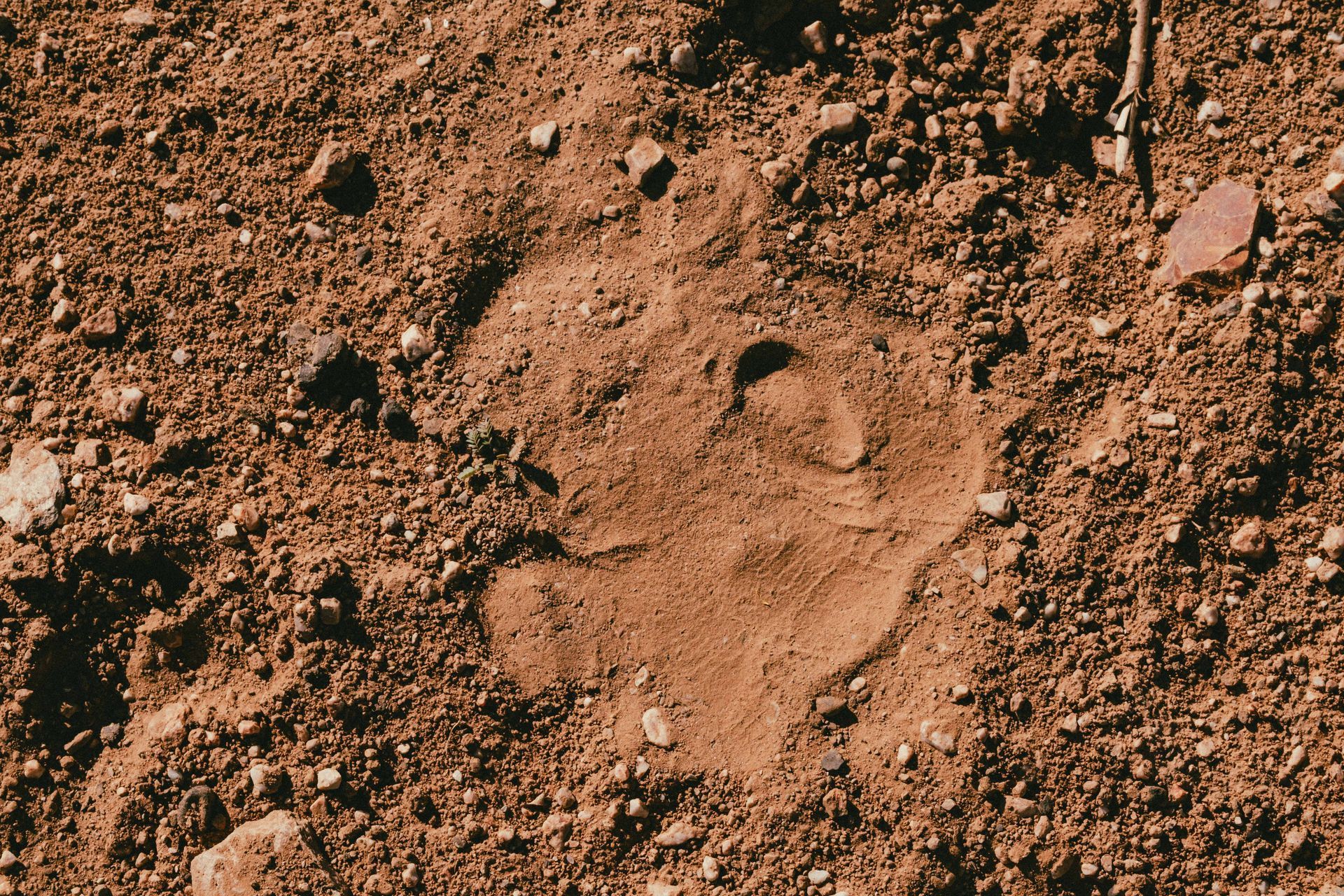 Rhino+spoor+Namibia-s+Damaraland