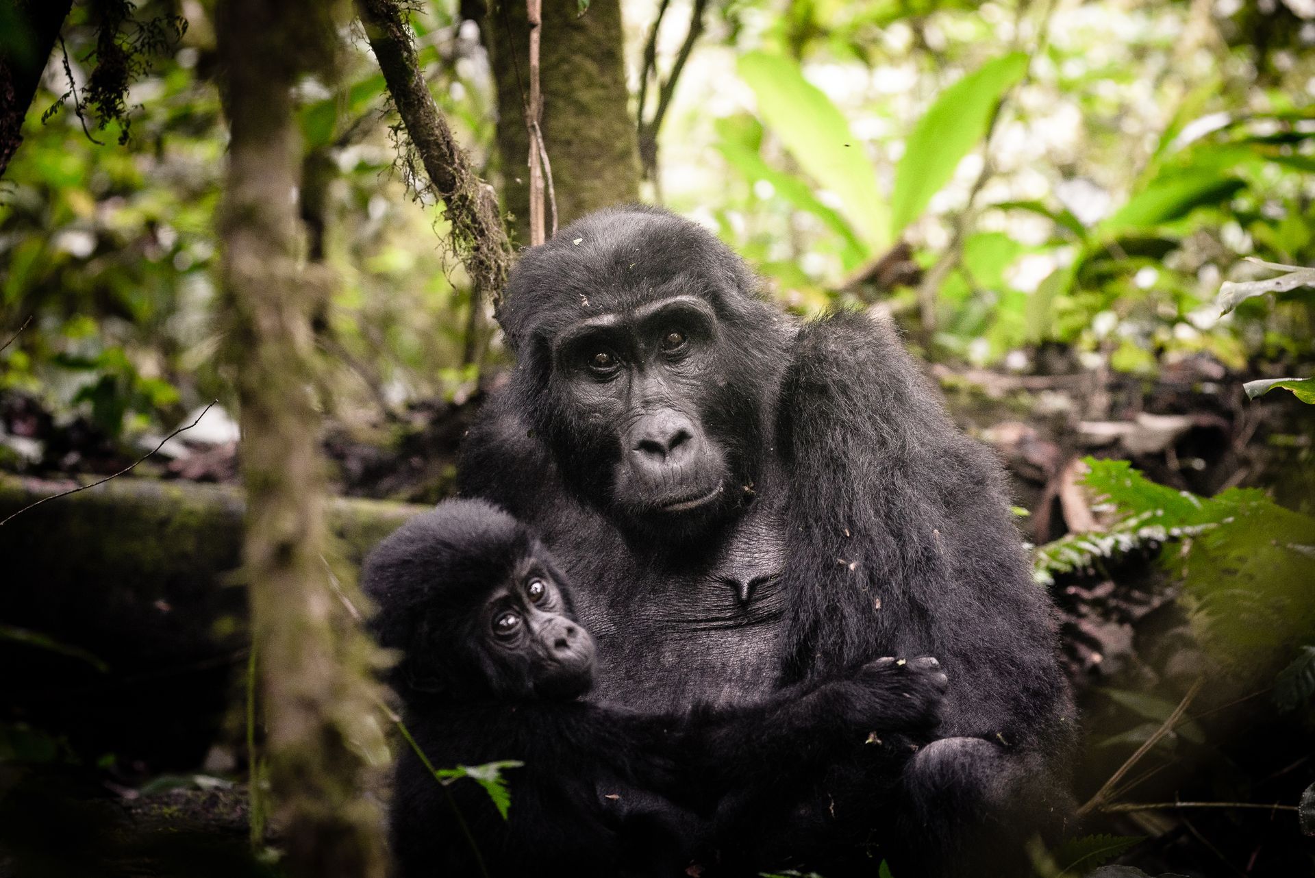 Sanctuary Gorilla Forest Camp, Uganda, african resorts with safaris