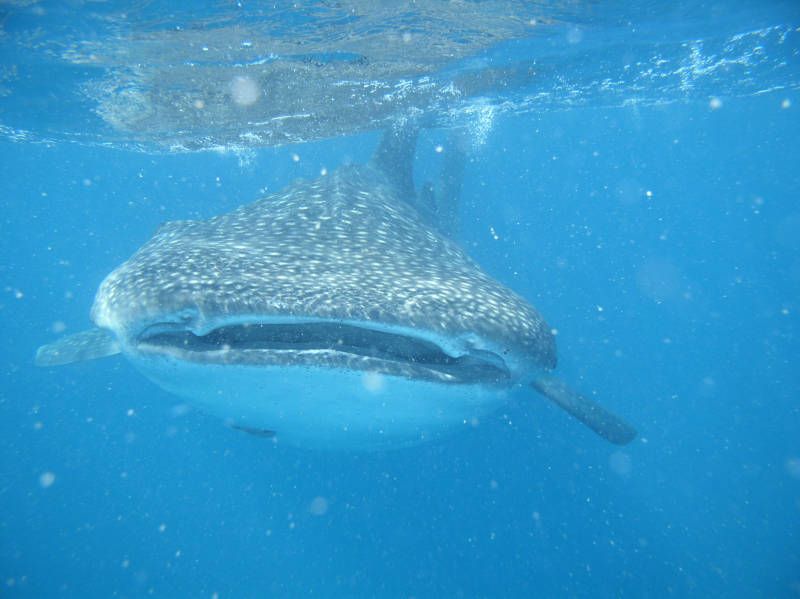 whale shark conservation on mozambique