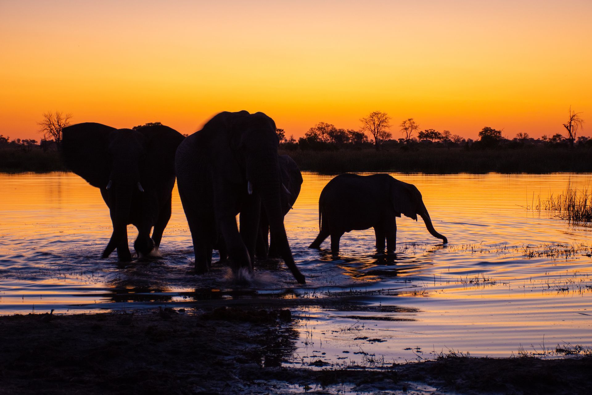 botswana walking safari