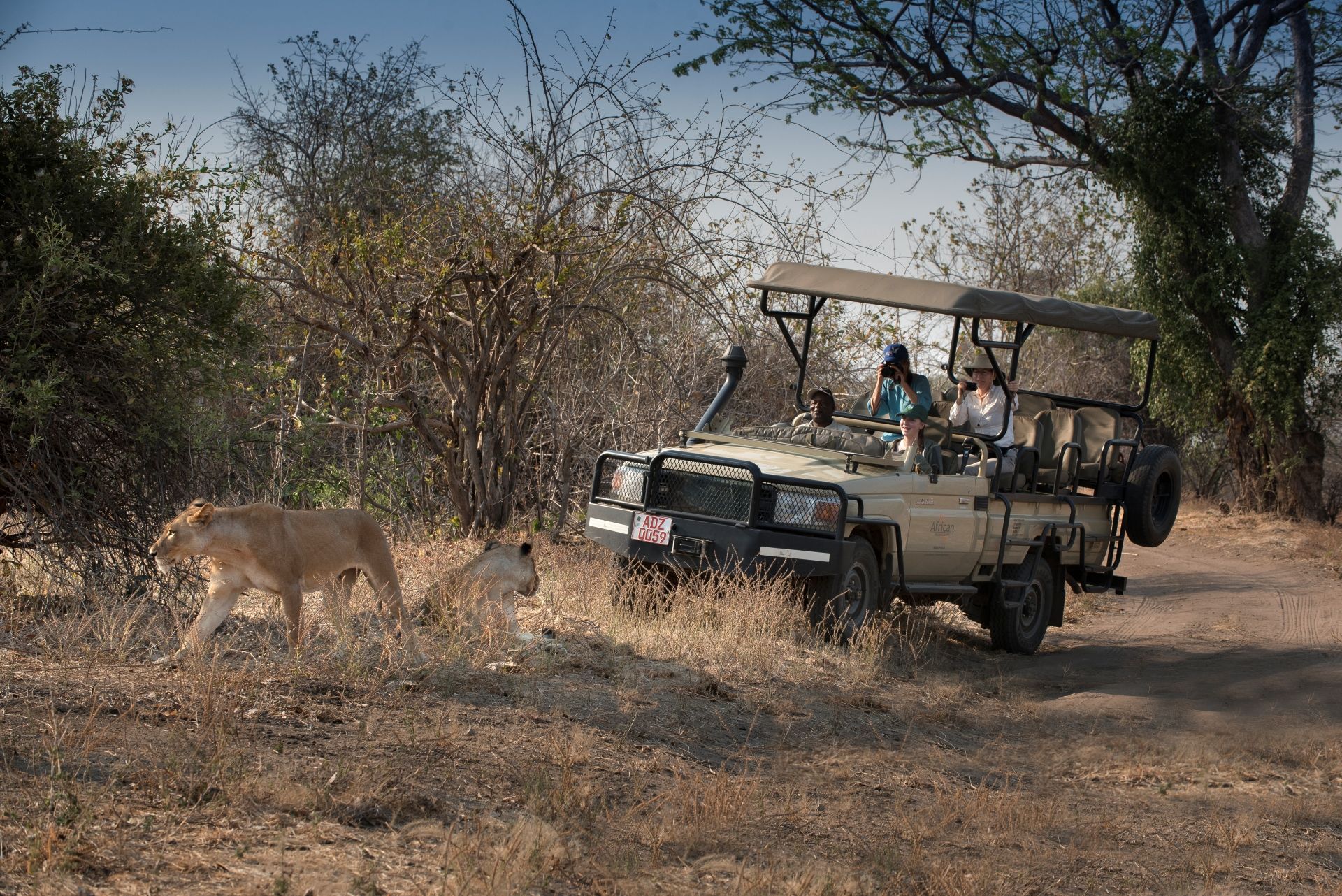 botswana game drive lion