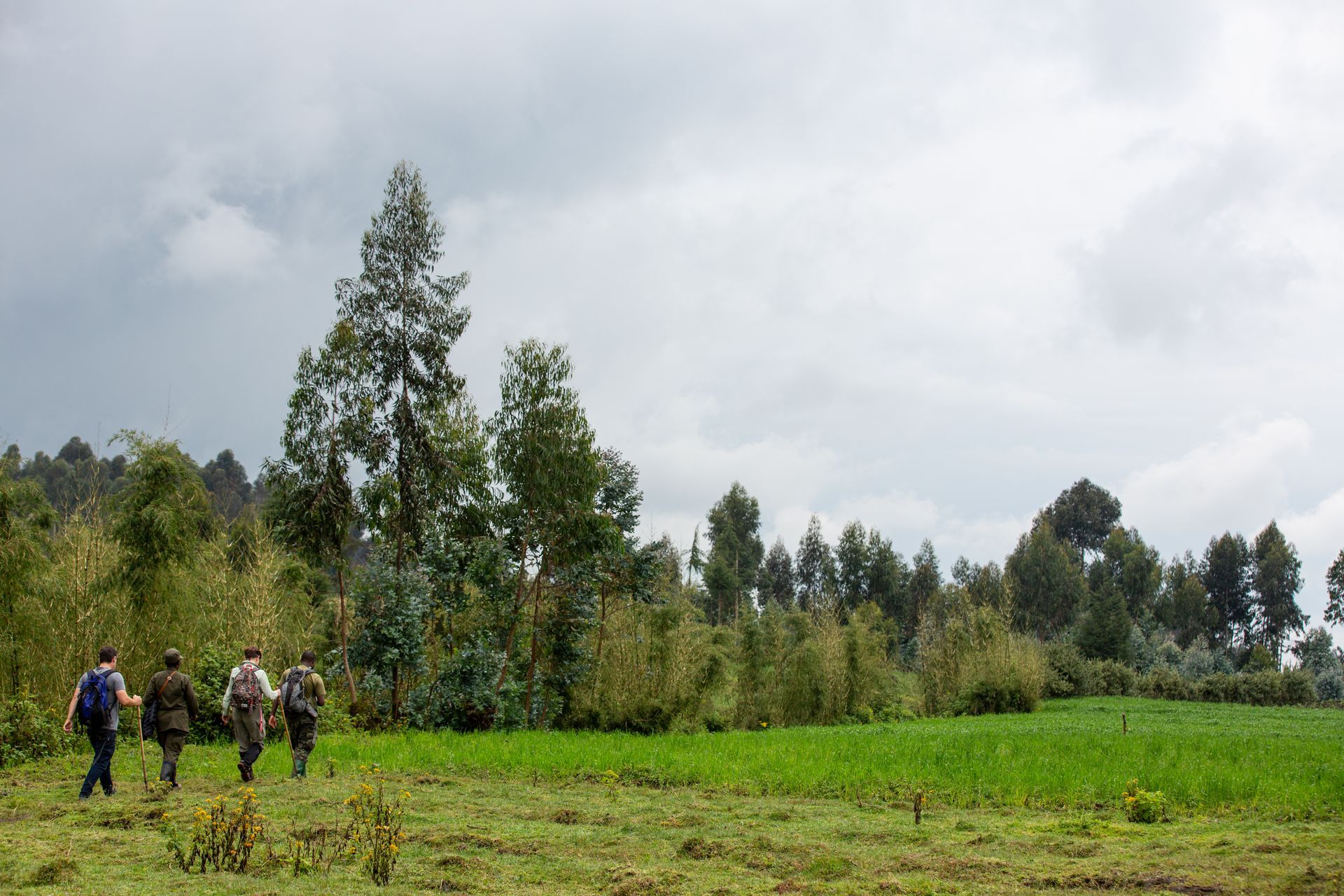 eco+tourism+trek+Rwanda-s+Volcanoes+National+Park-