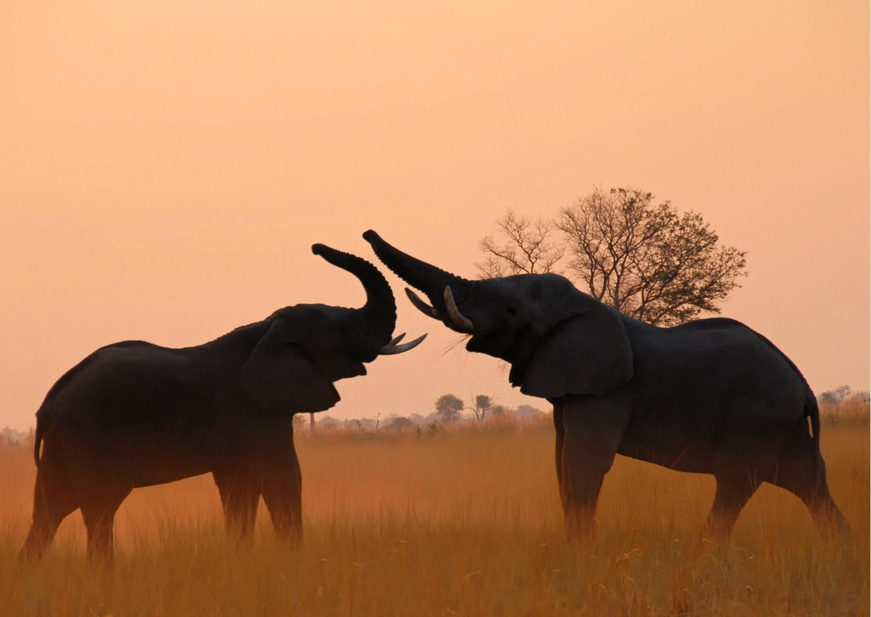 botswana elephant eco tourism