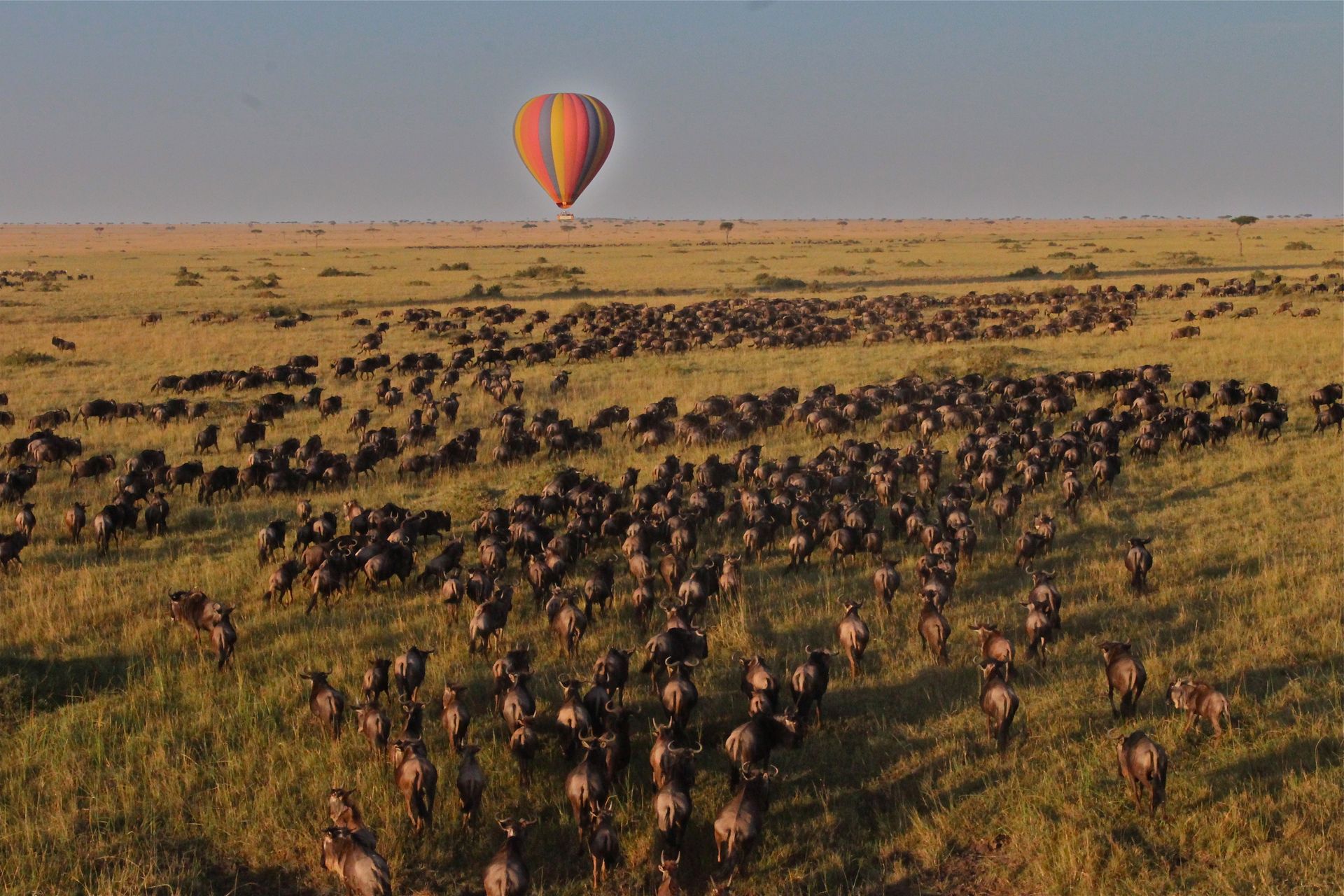 hot air balloon over the Serengeti