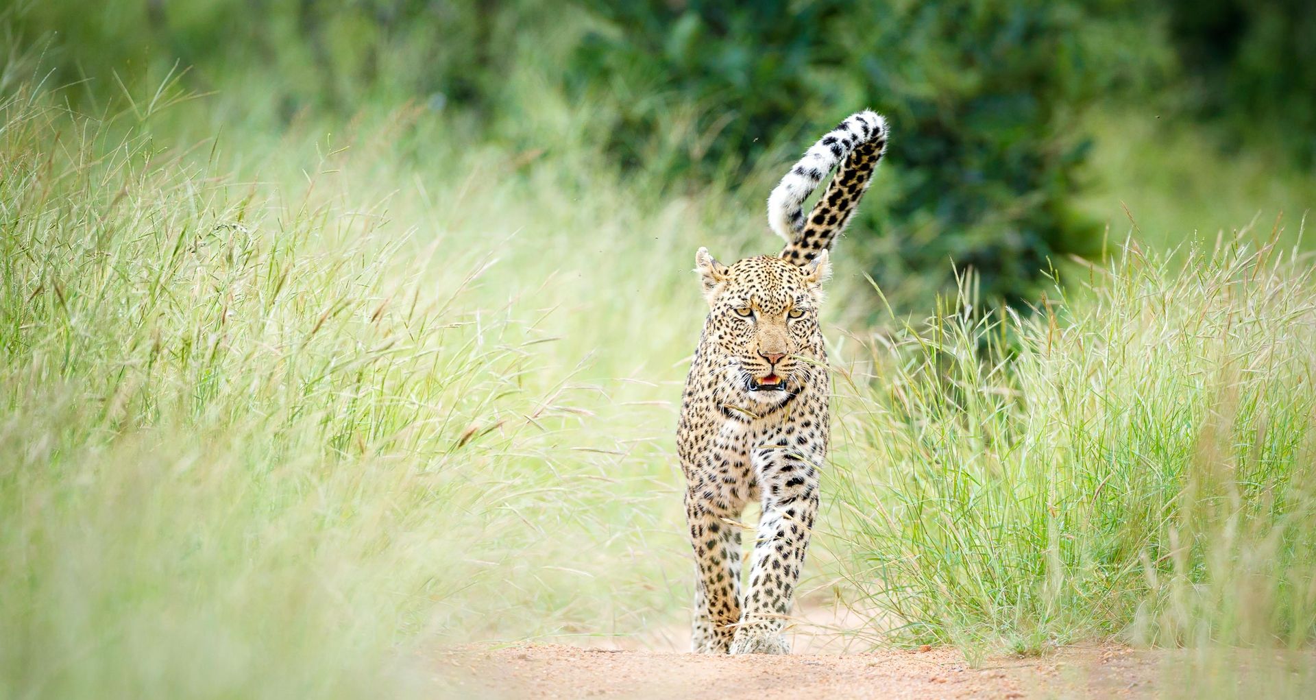 tanda_tula_wildlife