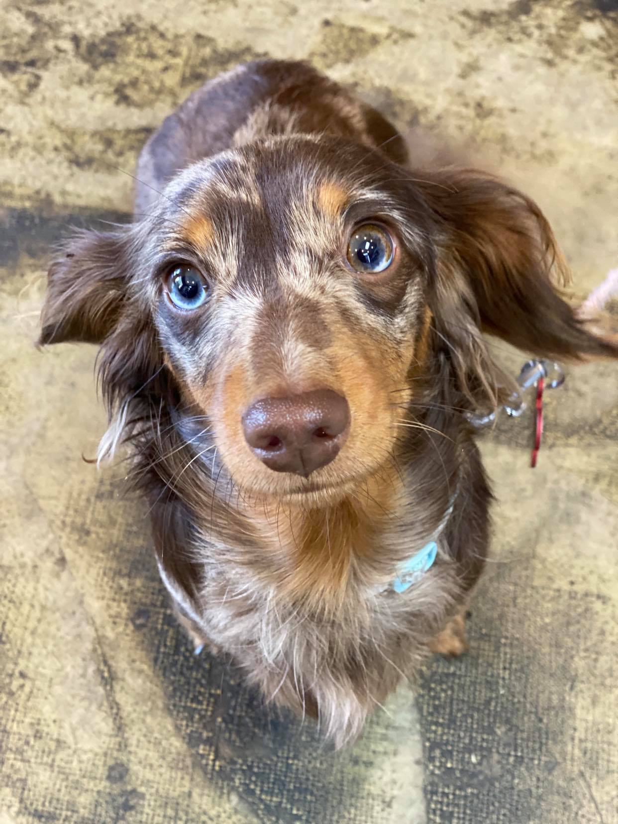 About Buddy's Bites Raw Pet Food Adelaide Hills