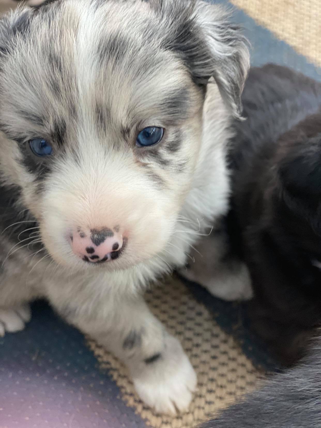 About Buddy's Bites Raw Pet Food Adelaide Hills