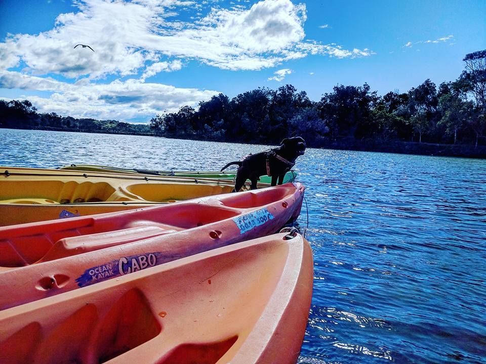Dog In Kayak — Boat Hire in Brunswick Heads, NSW