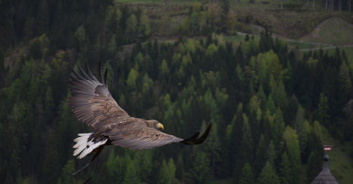 A large bird is flying over a forest.