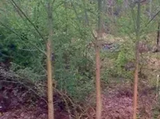 Three slender trees with tan trunks against a backdrop of green foliage and brown undergrowth.
