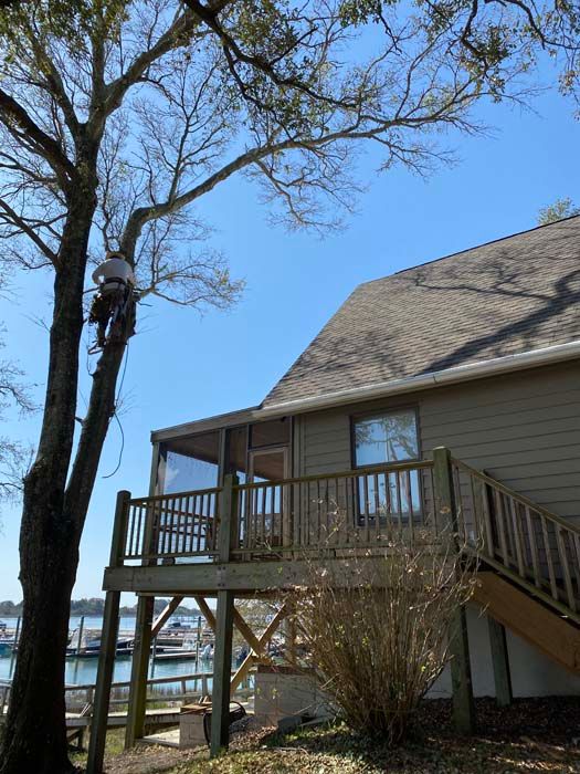 A man is climbing a tree in front of a house.