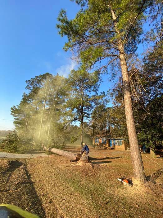 A man is cutting down a tree with a chainsaw.