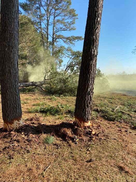 A couple of trees standing next to each other in a field.