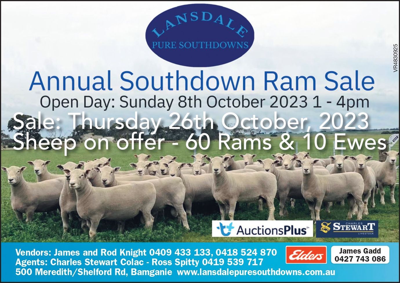 Annual Southdown Ram Sale