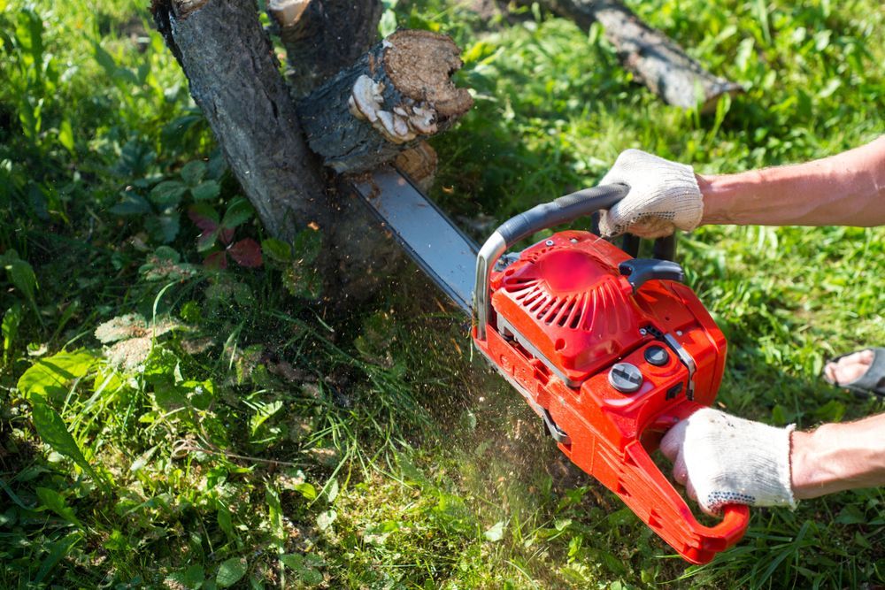 Tree Maintenance — Branch Manager Tree Services In Coolum Beach, QLD