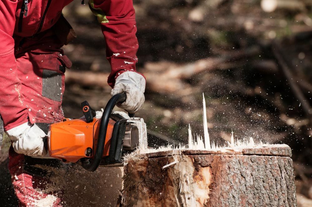 A Man is Cutting a Tree Stump With a Chainsaw — Branch Manager Tree Services Coolum Beach In Caloundra, QLD