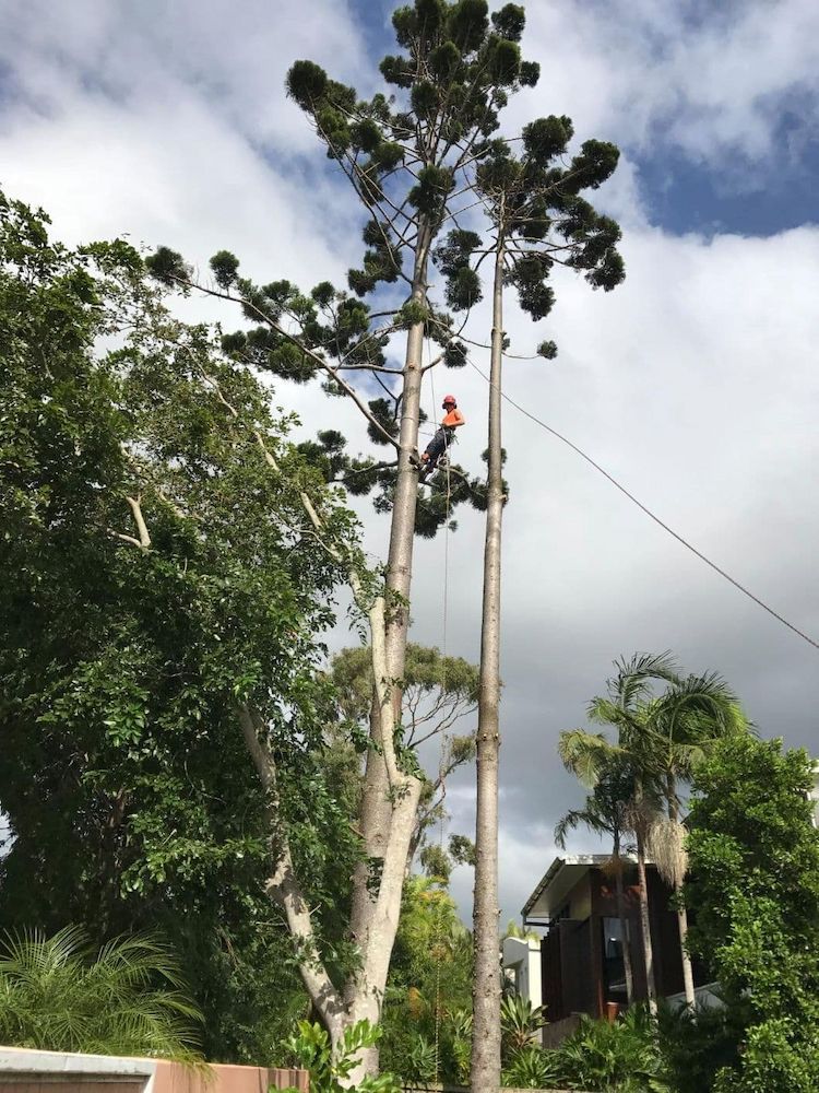 A Man is Climbing a Tree With a Chainsaw — Branch Manager Tree Services Coolum Beach In Caboolture, QLD