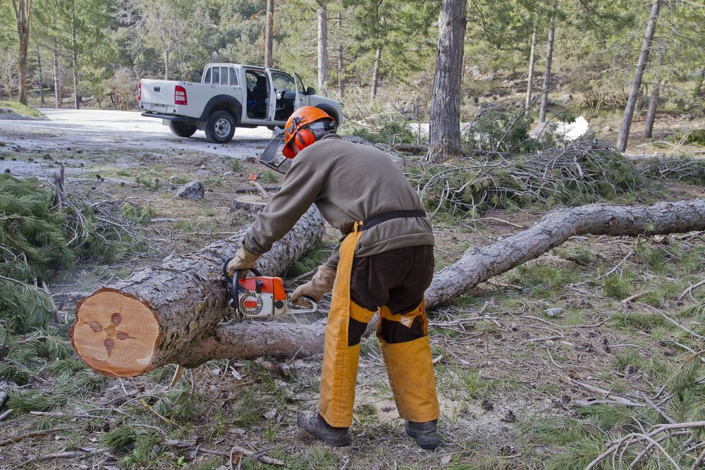 A Man is Cutting a Tree With a Chainsaw in the Woods — Branch Manager Tree Services Coolum Beach In Coolum Beach, QLD