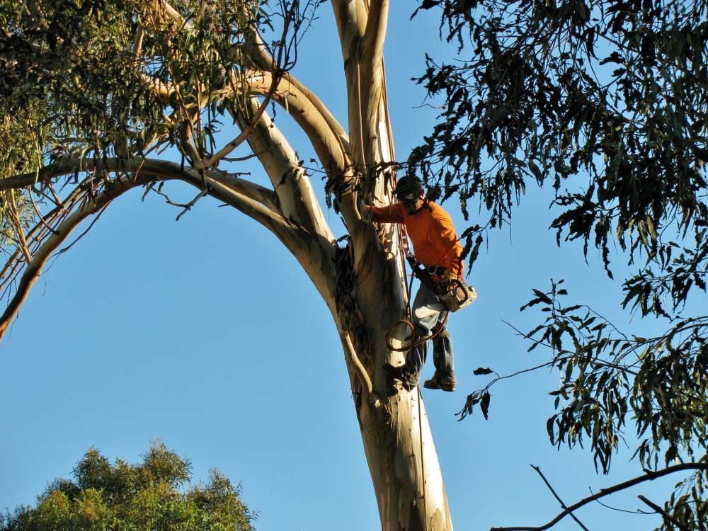 A Man in an Orange Shirt is Climbing a Tree — Branch Manager Tree Services Coolum Beach In Caloundra, QLD