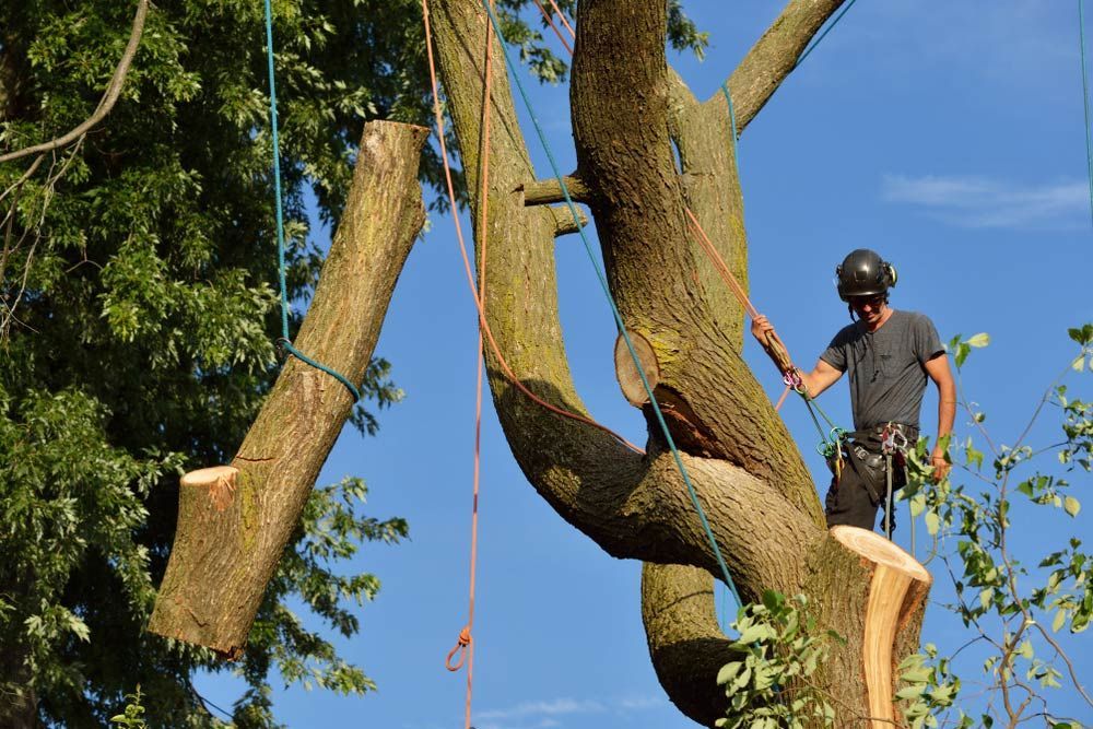 A Man is Cutting Down a Tree With a Chainsaw — Branch Manager Tree Services Coolum Beach In Nambour, QLD