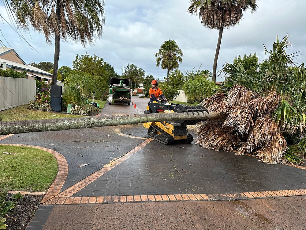 Professional Tree Removal Service Clearing Tree — Branch Manager Tree Services Coolum Beach in Coolum Beach, QLD