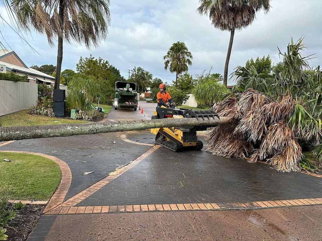 Civil Arborist Services Sunshine Coast | Branch Manager Tree Services