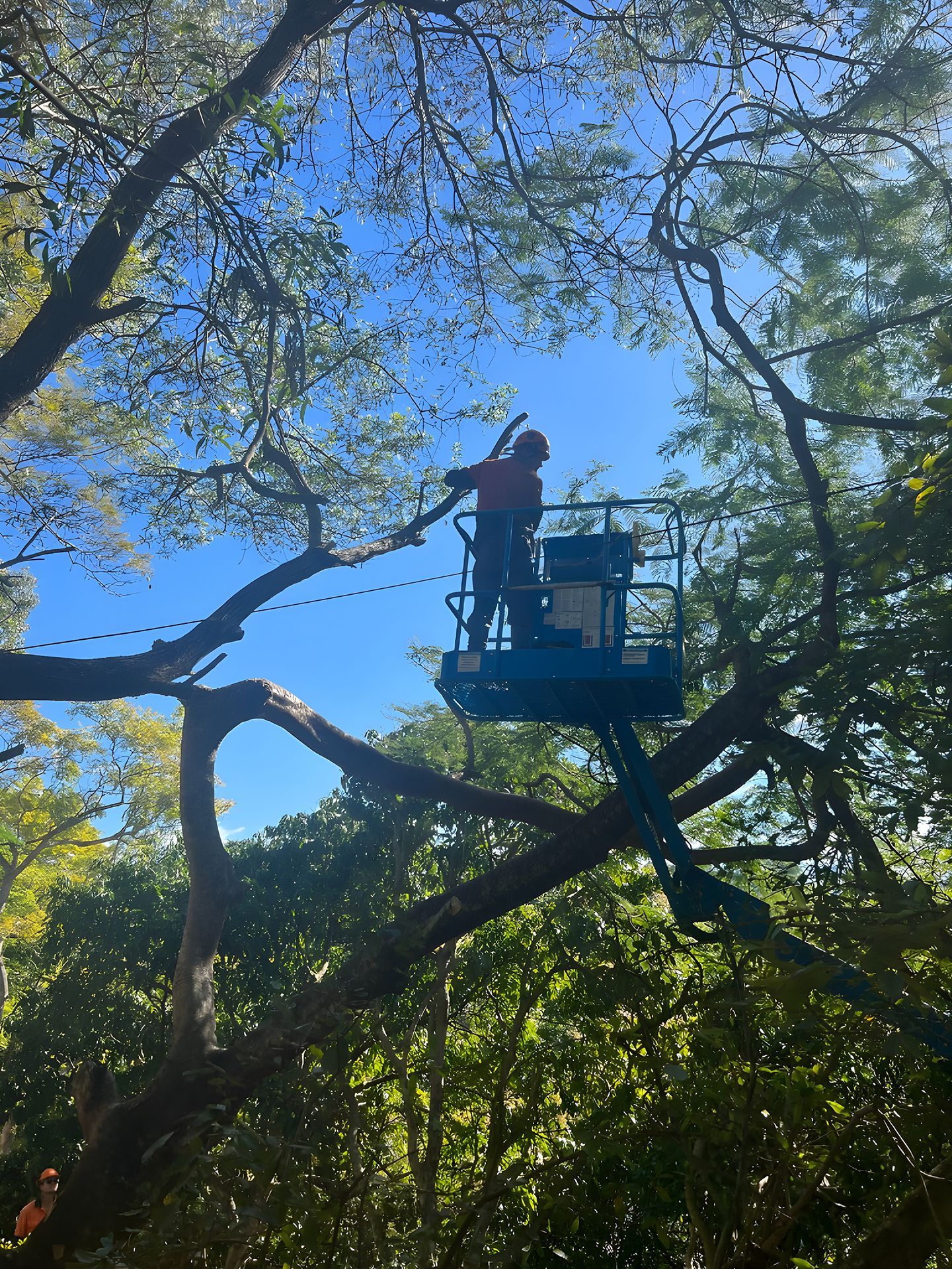 Professional Tree Maintenance Worker Trimming Branches — Branch Manager Tree Services Coolum Beach In Palmwoods, QLD