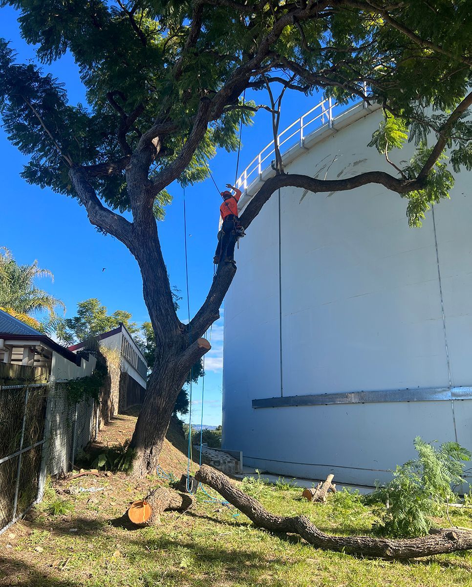 Professional Tree Removal in Progress — Branch Manager Tree Services Coolum Beach In Coolum Beach, QLD
