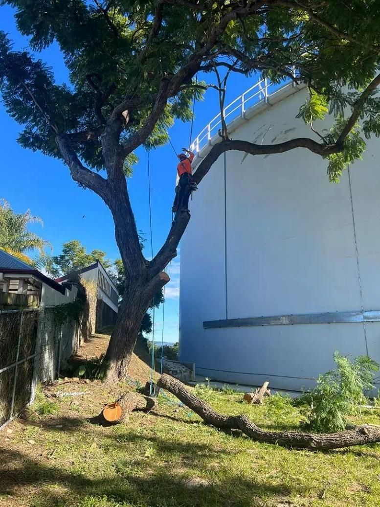 A Man Is Climbing A Tree In Front Of A Building — Branch Manager Tree Services Coolum Beach In Coolum Beach, QLD