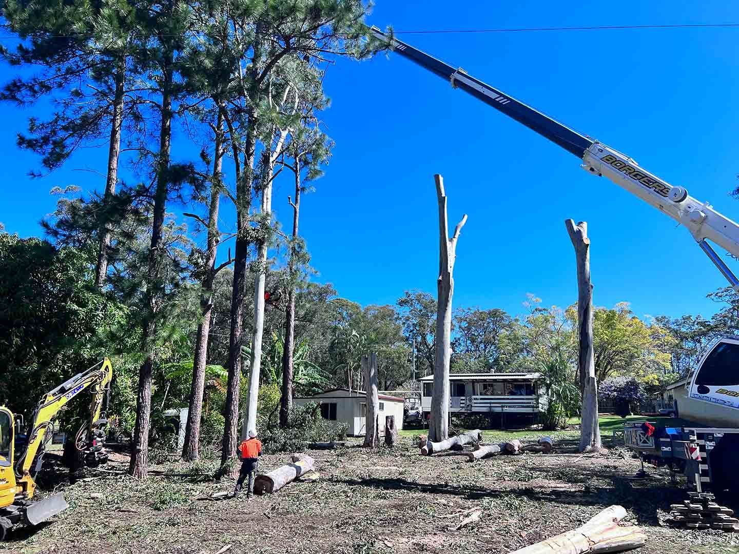 Professional Tree Removal Services — Branch Manager Tree Services In Coolum Beach, QLD