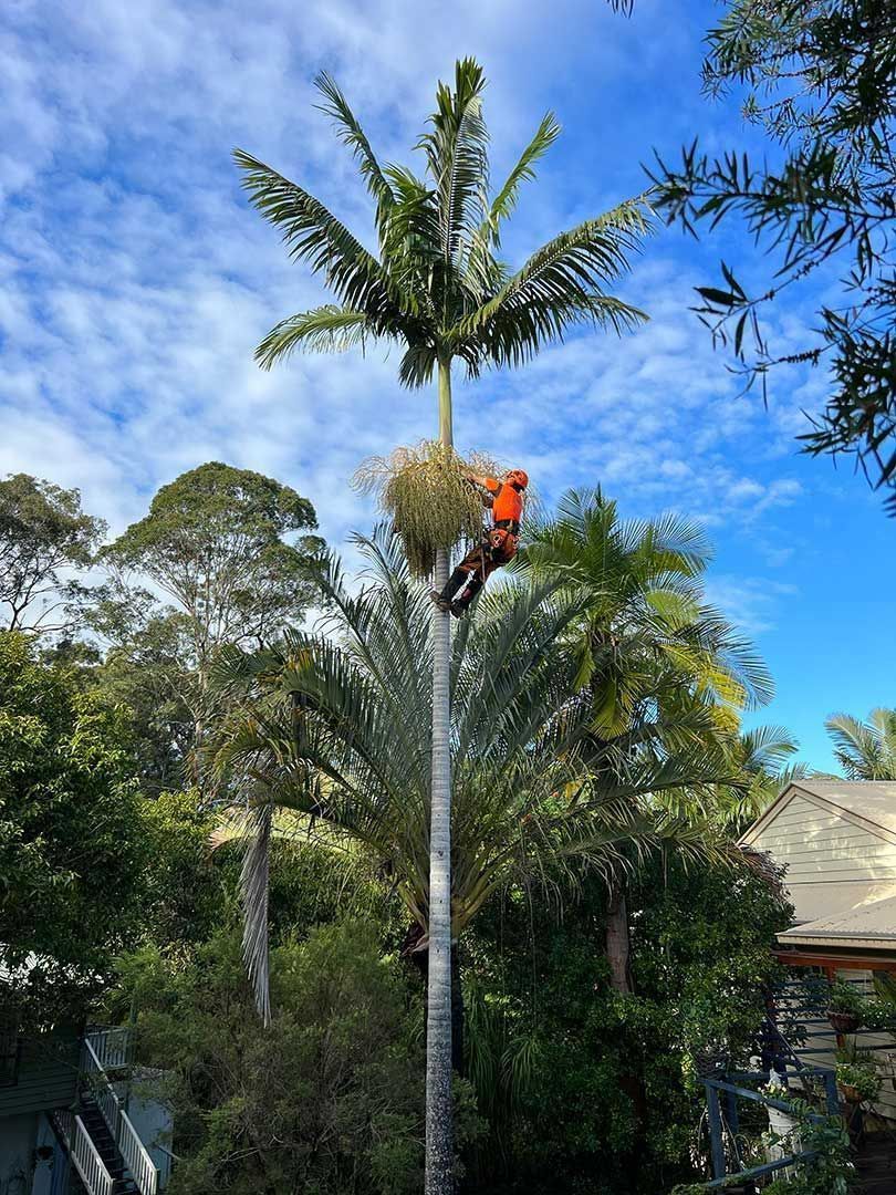 A Man Is Climbing A Palm Tree With A Chainsaw — Branch Manager Tree Services Coolum Beach In Coolum Beach, QLD