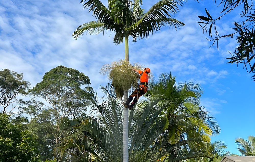 Professional Tree Care Worker Trimming Tree
