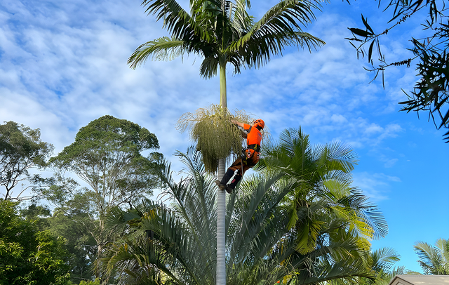 Tree Removal Buderim | Branch Manager Tree Services