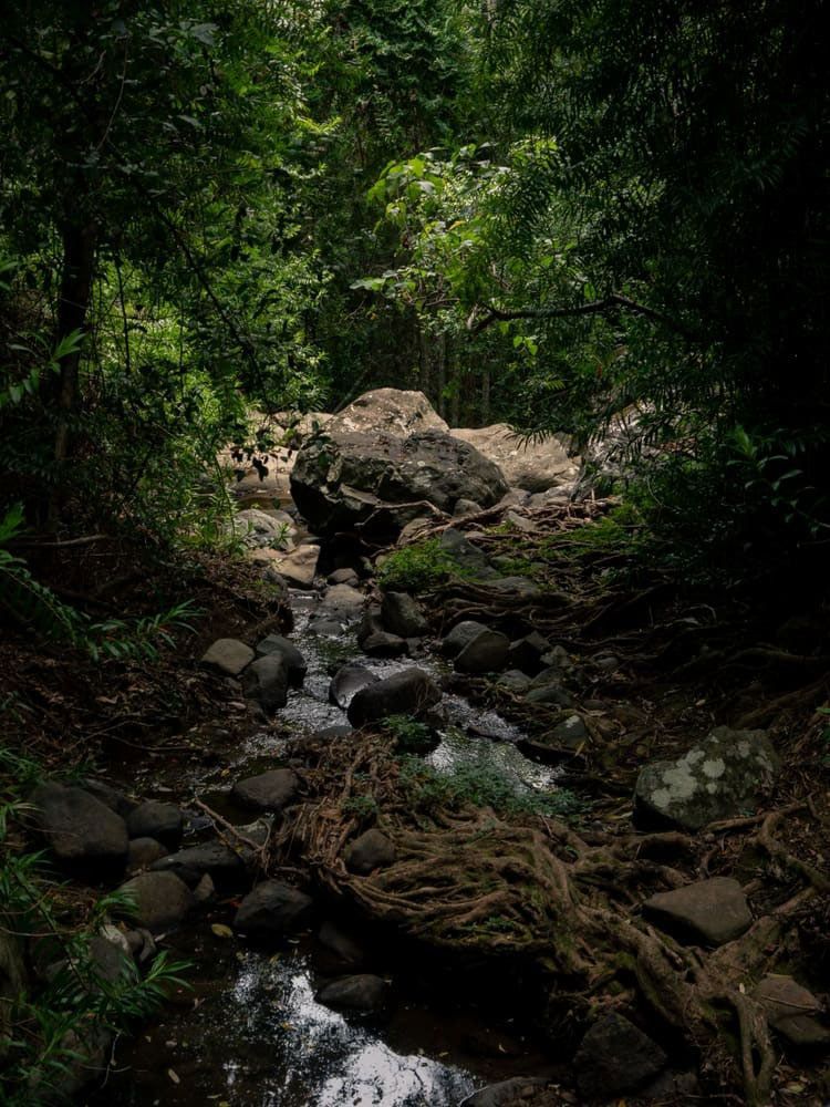 A Lush Green Forest Surrounded By Rocks And Trees — Branch Manager Tree Services Coolum Beach In Buderim, QLD