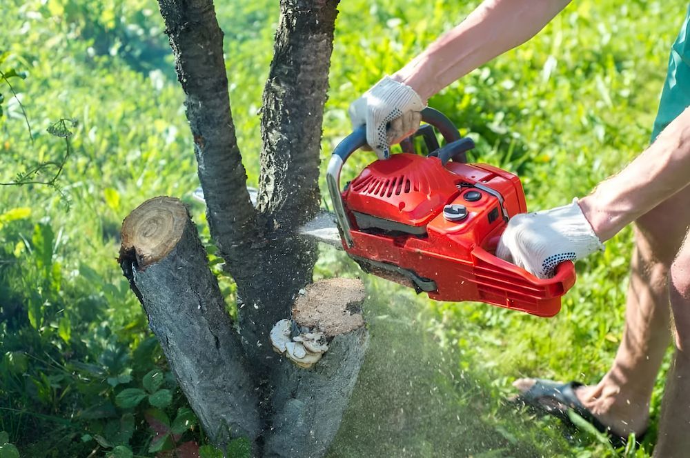 A Person is Cutting a Tree With a Chainsaw — Branch Manager Tree Services Coolum Beach In Buderim, QLD