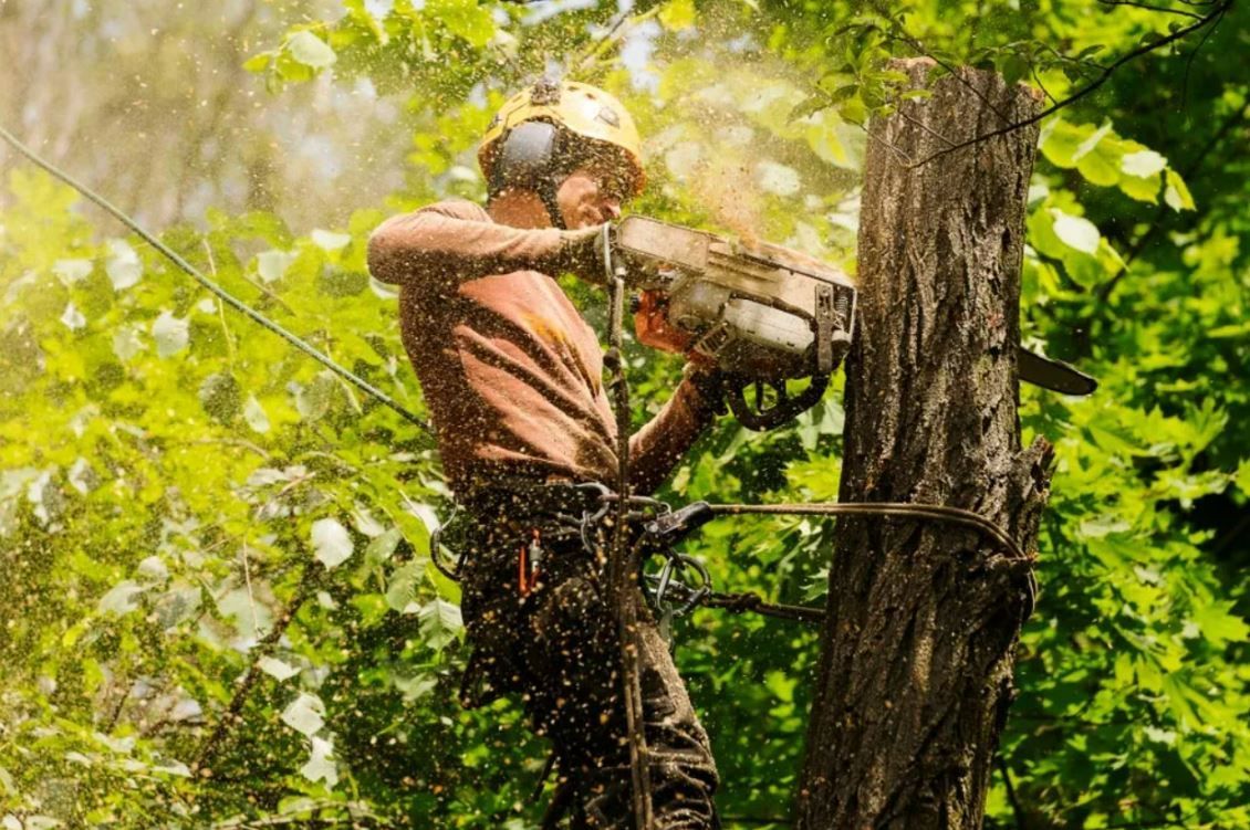 A Man is Cutting a Tree With a Chainsaw — Branch Manager Tree Services Coolum Beach In Noosa, QLD