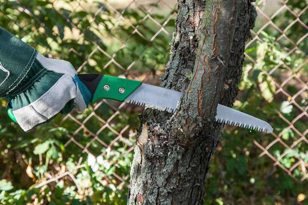 A Person Is Cutting A Tree With A Saw — Branch Manager Tree Services Coolum Beach In Narangba, QLD