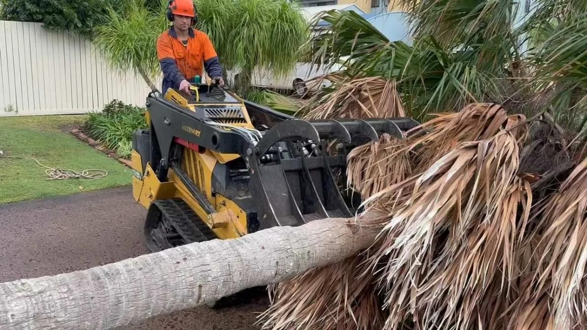 A Man Is Driving A Tractor Next To A Palm Tree — Branch Manager Tree Services Coolum Beach In Coolum Beach, QLD