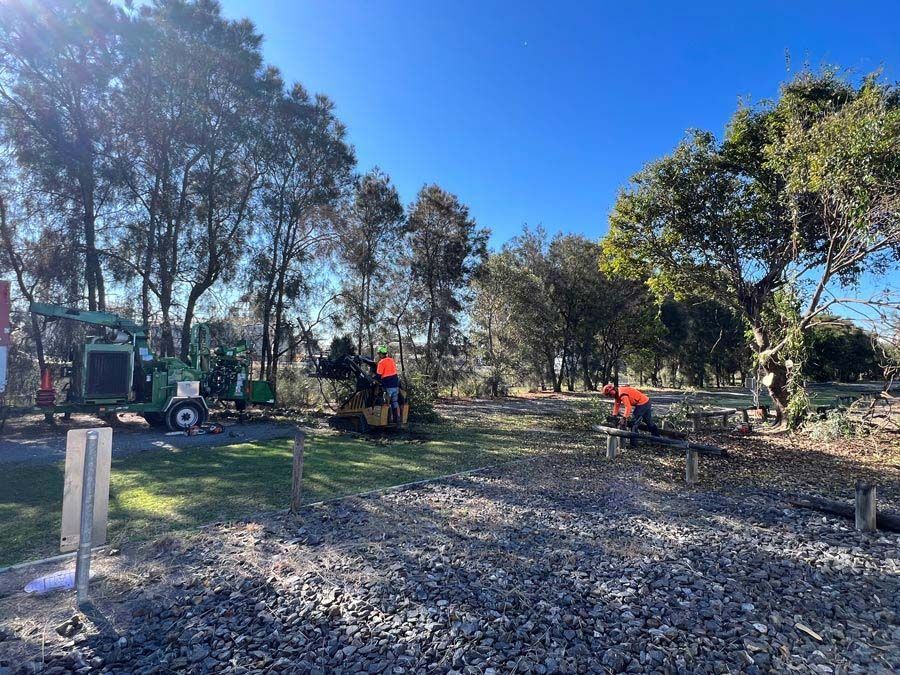 A Group of People Are Working on a Tree — Branch Manager Tree Services in Sunshine Coast, QLD