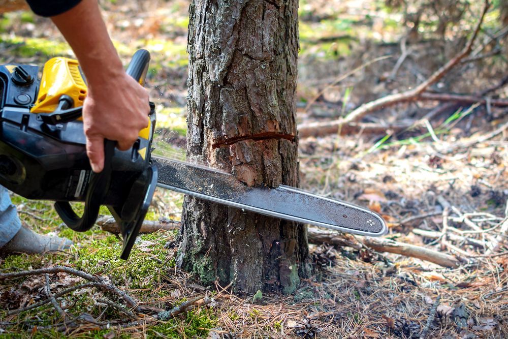 A Man is Cutting a Tree With a Chainsaw in the Woods — Branch Manager Tree Services Coolum Beach In Coolum Beach, QLD