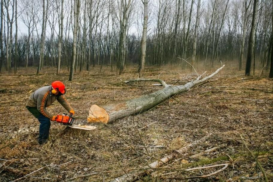 A Man Is Cutting A Tree With A Chainsaw In The Woods — Branch Manager Tree Services Coolum Beach In Palmwoods, QLD