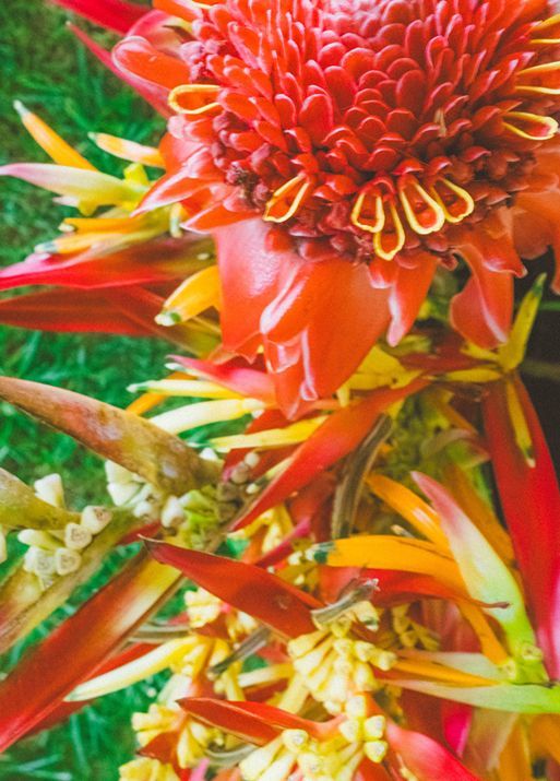 Close-up of a red and orange tropical flower with green and yellow accents