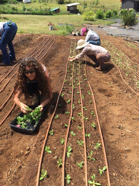People planting seedlings in neat rows in a sunny garden field