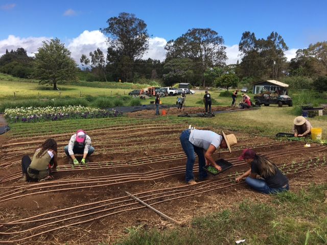 Farm workers planting seedlings in rows on a grassy field with trees and vehicles in the background