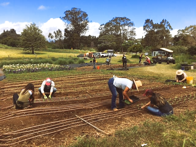 Farm workers planting seedlings in long rows on a field, with trees and trucks in the background