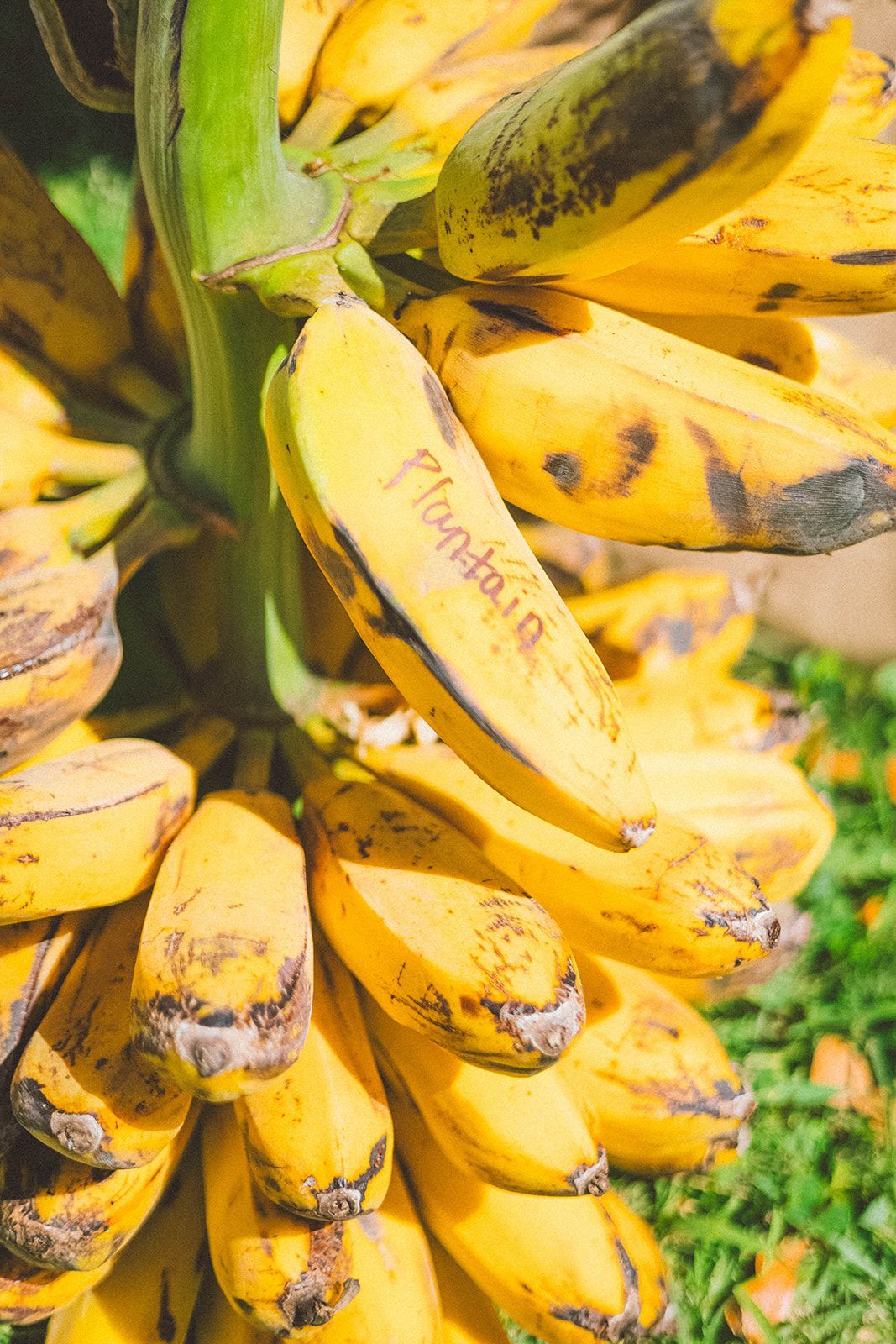 Ripe yellow bananas with dark spots growing on a banana bunch outdoors