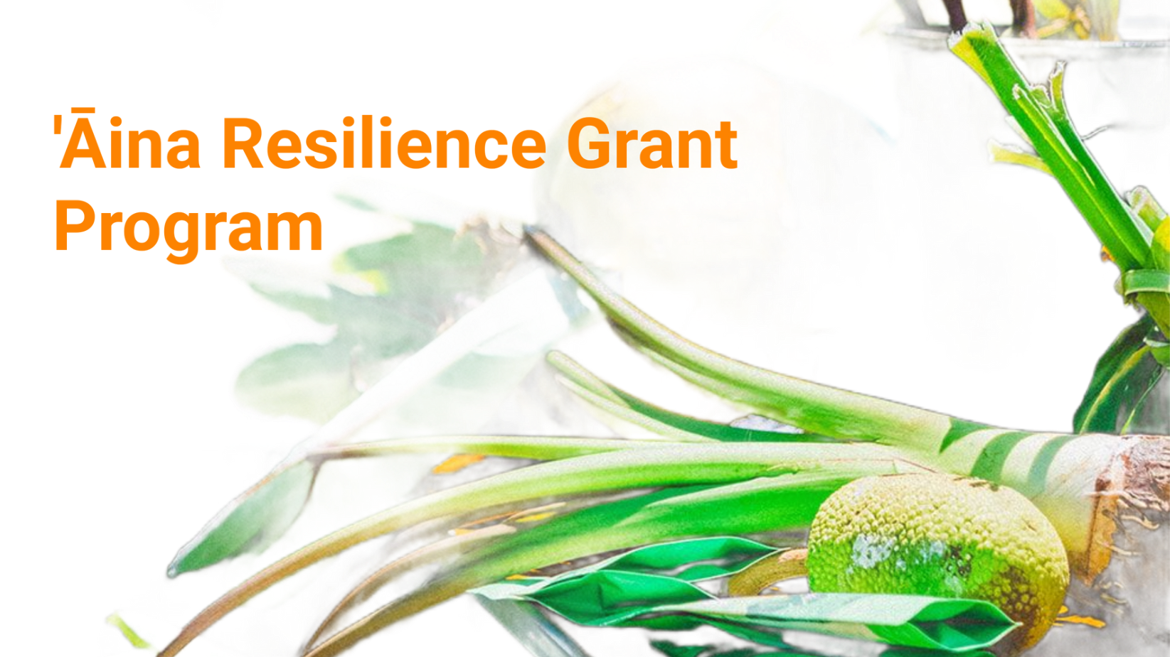 Aina Resilience Grant Program text over a green and white abstract botanical background